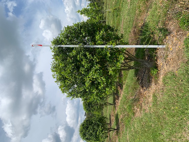 ilex-x-attenuata-eagleston-holly