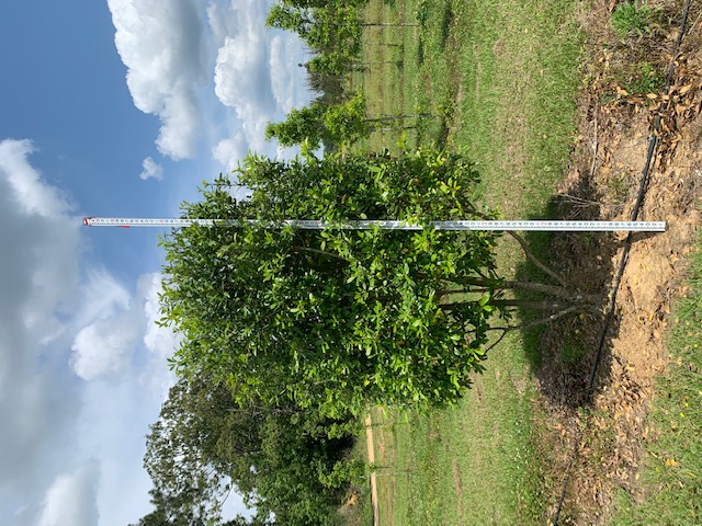 ilex-x-attenuata-eagleston-holly