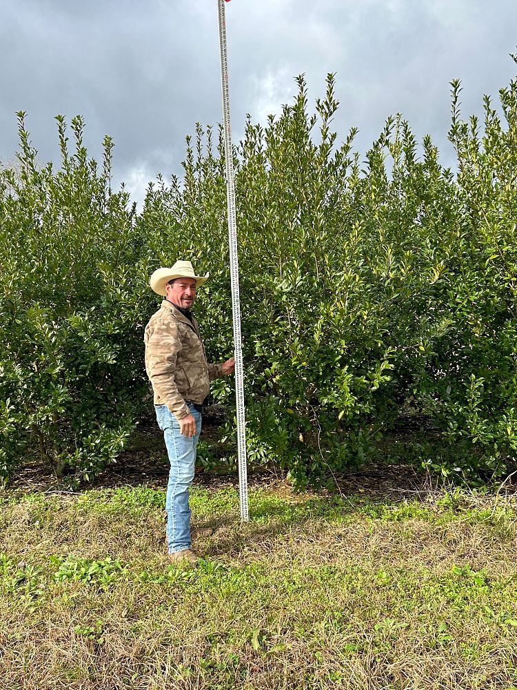 ilex-x-attenuata-eagleston-holly