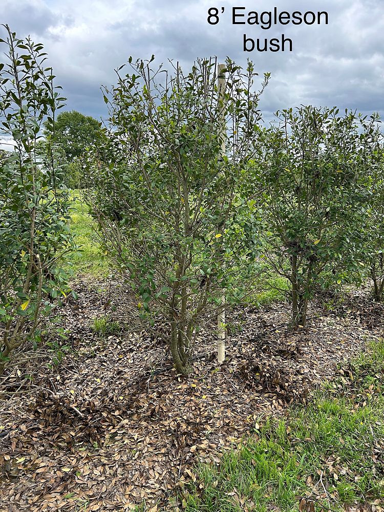 ilex-x-attenuata-eagleston-holly