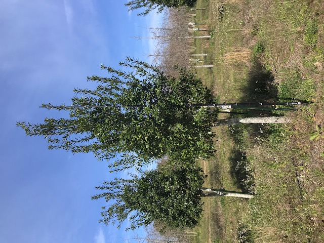 ilex-x-attenuata-eagleston-holly