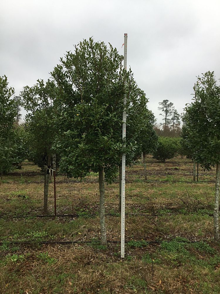 ilex-x-attenuata-eagleston-holly