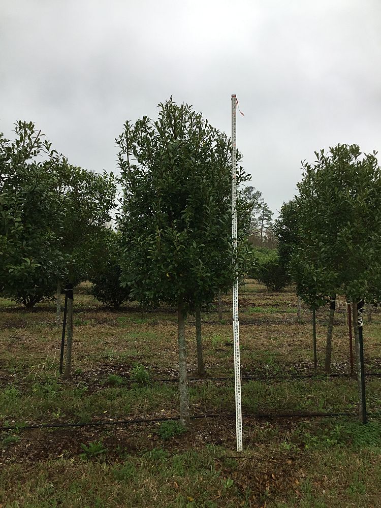 ilex-x-attenuata-eagleston-holly
