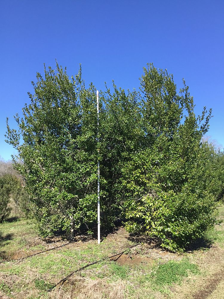ilex-x-attenuata-eagleston-holly