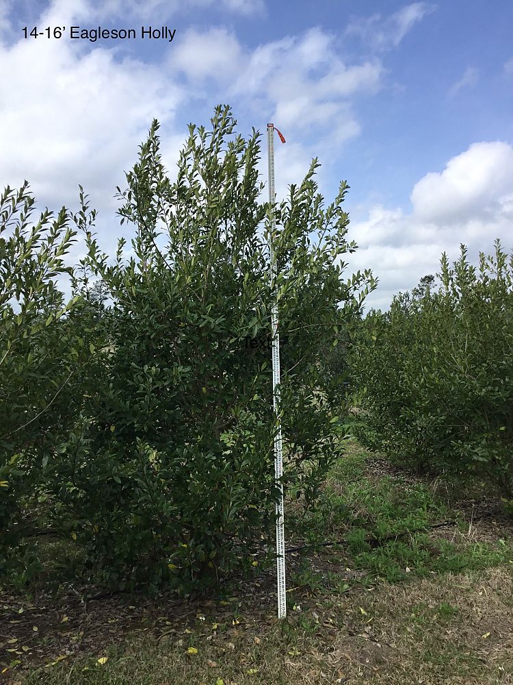 ilex-x-attenuata-eagleston-holly
