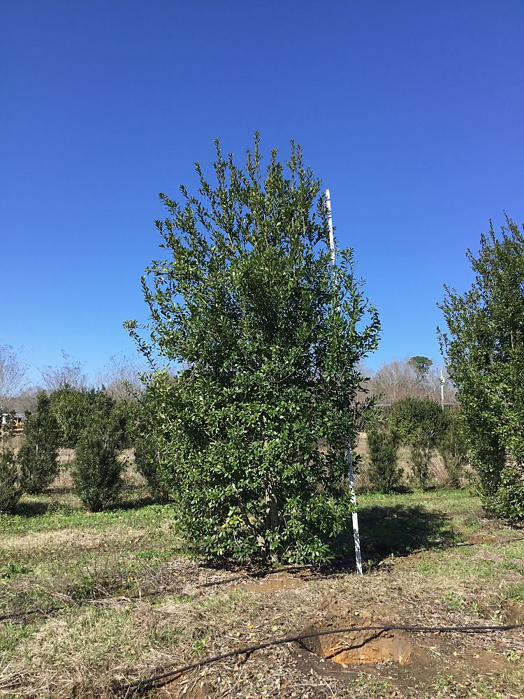 ilex-x-attenuata-eagleston-holly