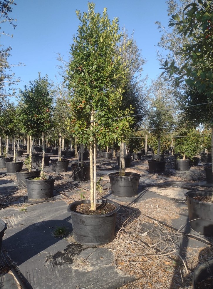 ilex-x-attenuata-eagleston-holly