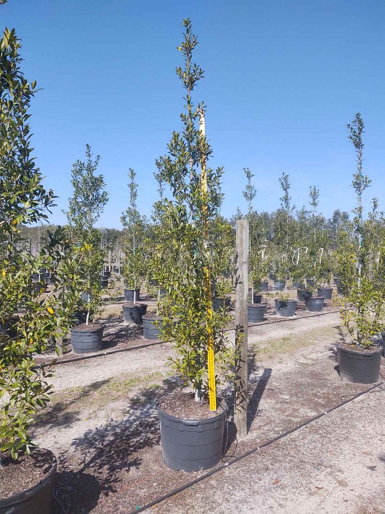 ilex-x-attenuata-eagleston-holly