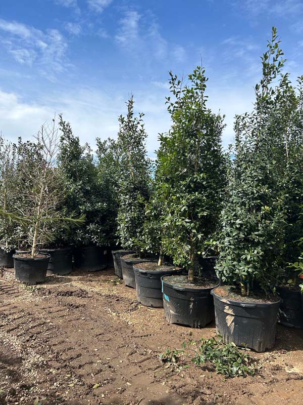 ilex-x-attenuata-eagleston-holly
