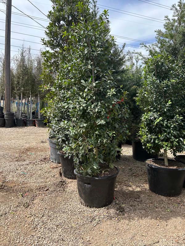 ilex-x-attenuata-eagleston-holly
