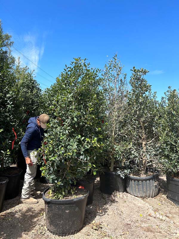 ilex-x-attenuata-eagleston-holly