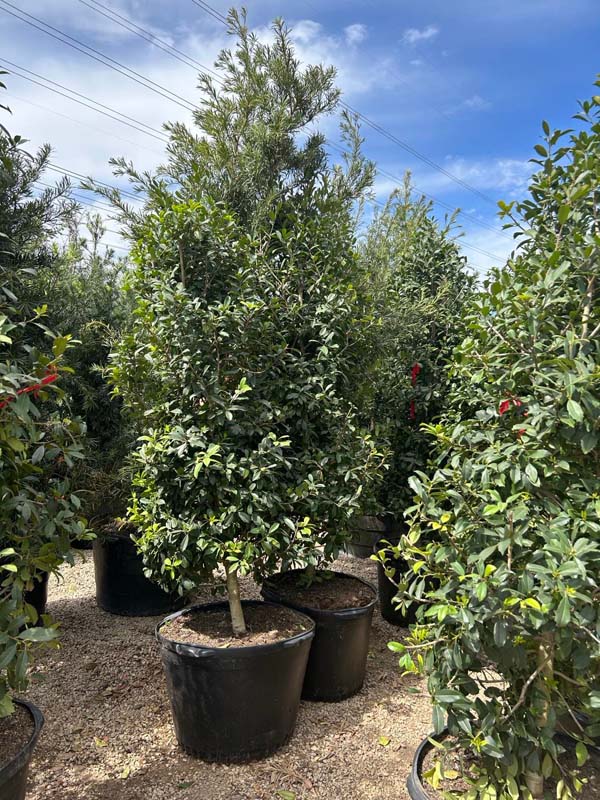 ilex-x-attenuata-eagleston-holly