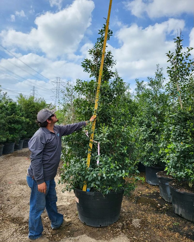 ilex-x-attenuata-eagleston-holly