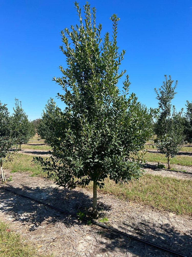 ilex-x-attenuata-eagleston-holly