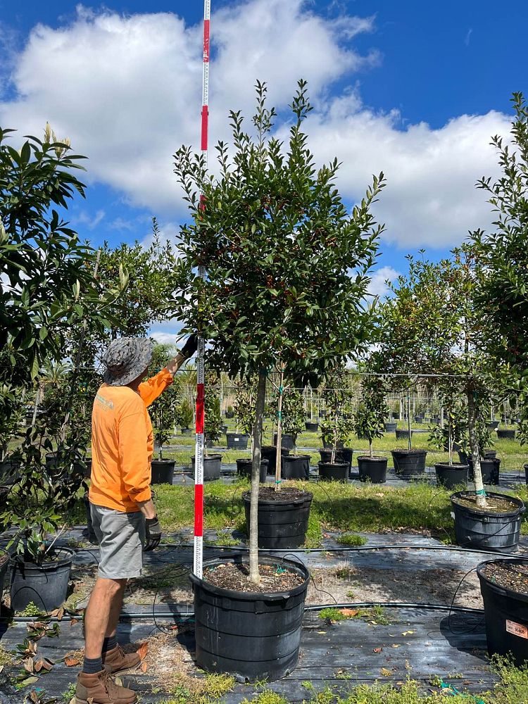 ilex-x-attenuata-eagleston-holly