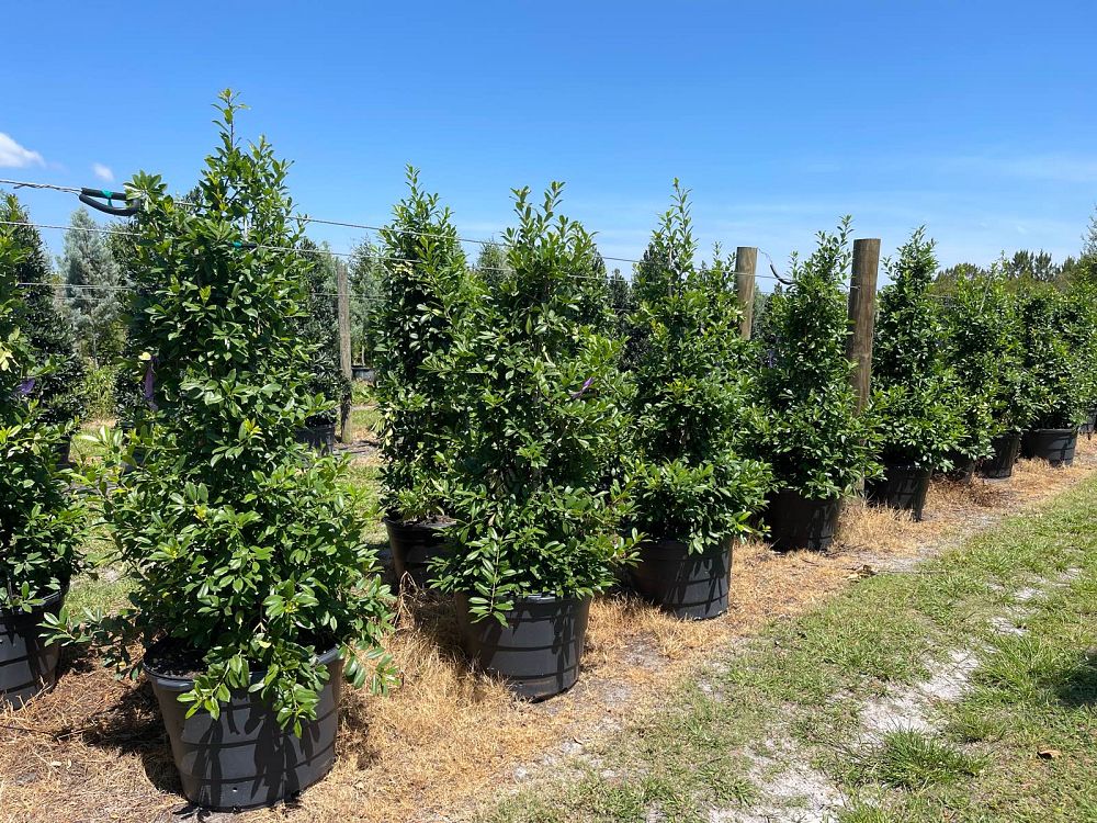ilex-x-attenuata-eagleston-holly