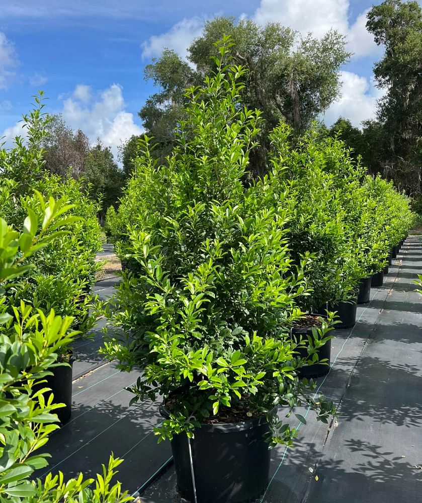 ilex-x-attenuata-eagleston-holly