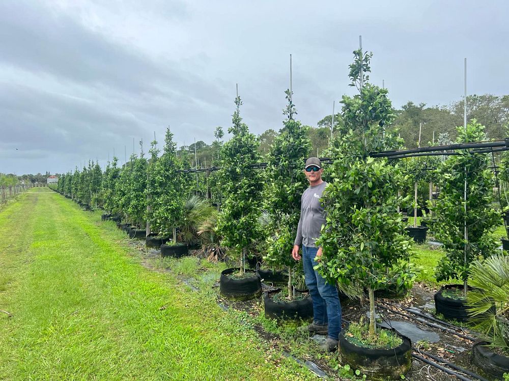ilex-x-attenuata-eagleston-holly