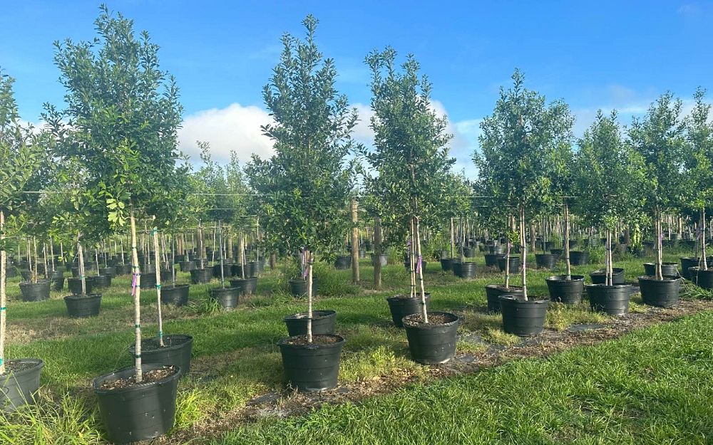 ilex-x-attenuata-eagleston-holly