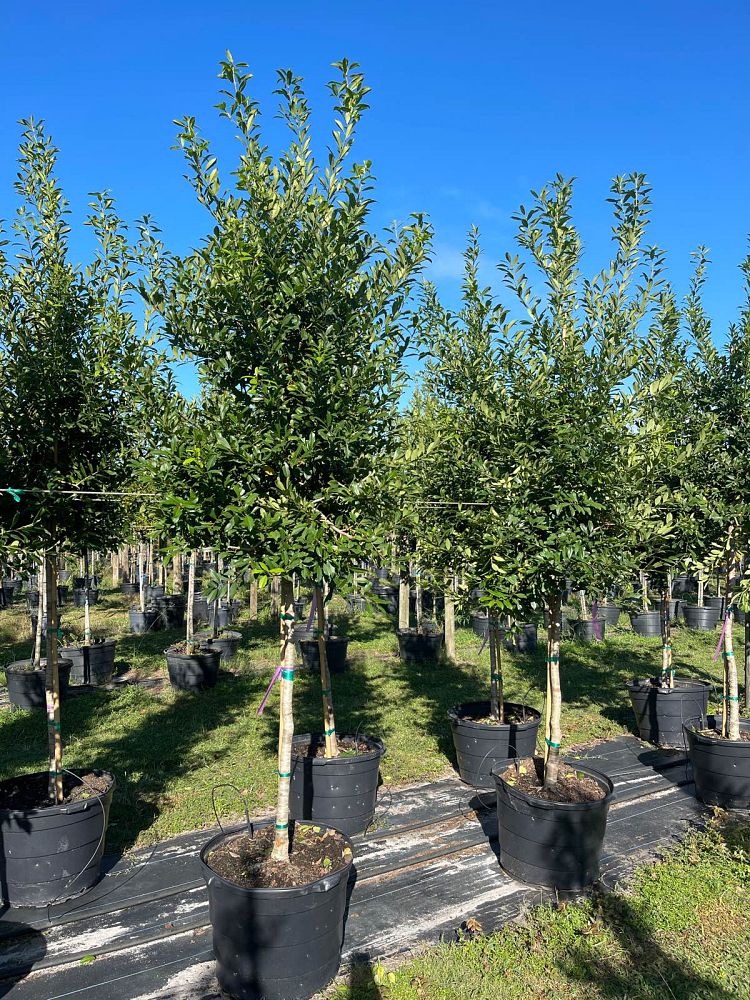 ilex-x-attenuata-eagleston-holly