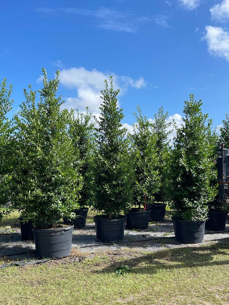 ilex-x-attenuata-eagleston-holly