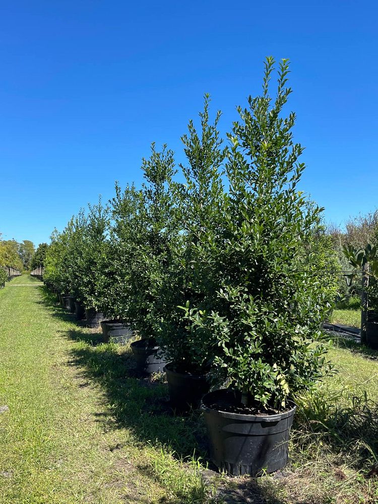 ilex-x-attenuata-eagleston-holly