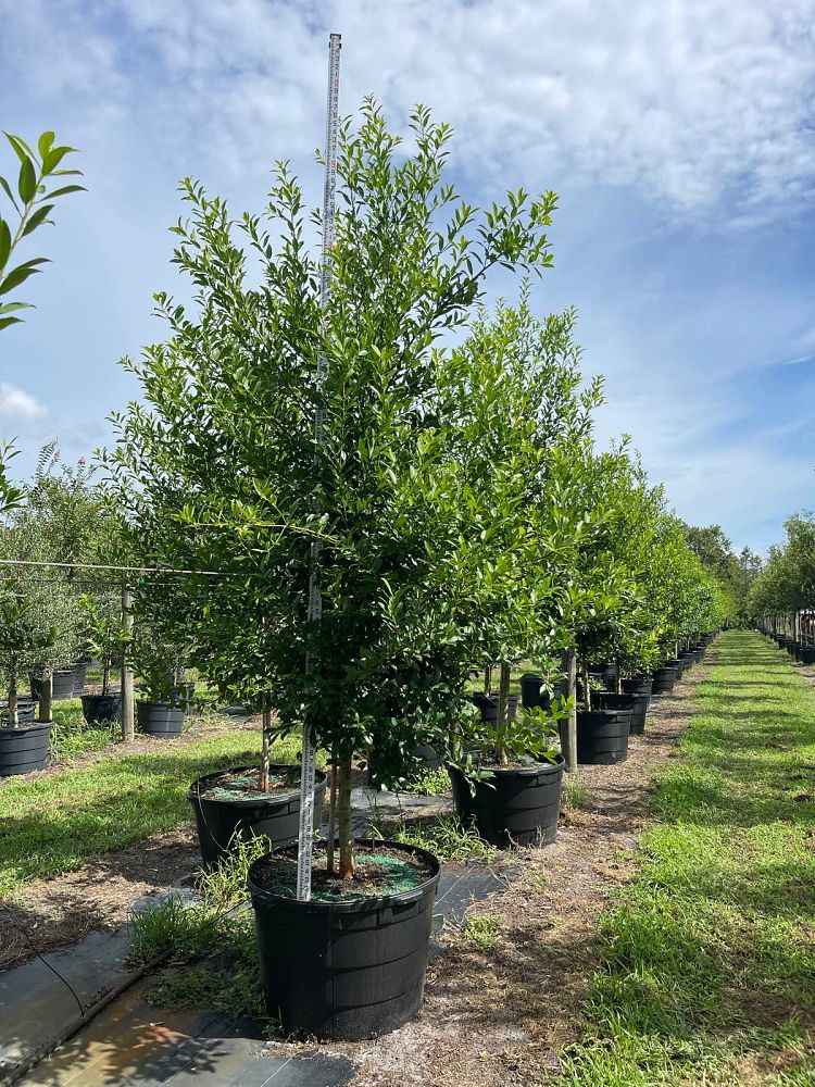 ilex-x-attenuata-eagleston-holly