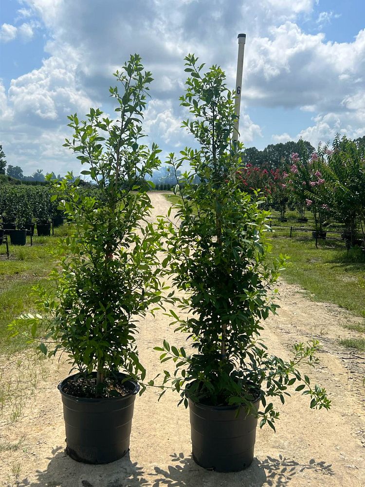ilex-x-attenuata-eagleston-holly