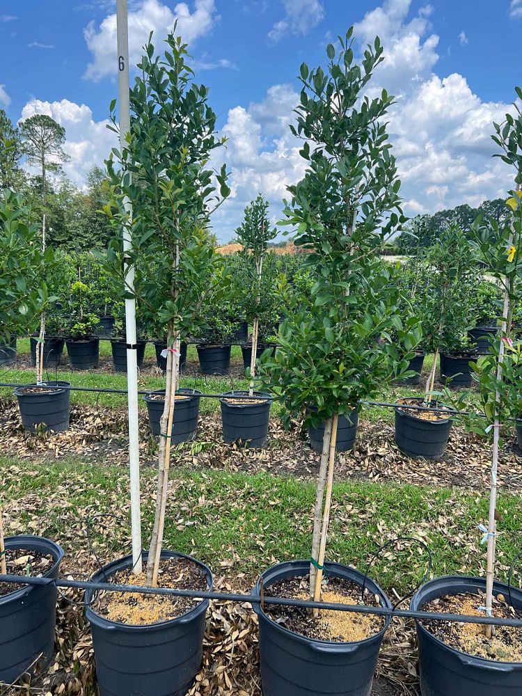 ilex-x-attenuata-eagleston-holly