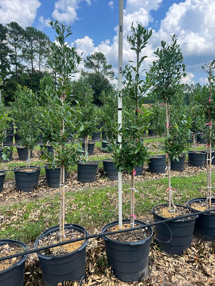 ilex-x-attenuata-eagleston-holly