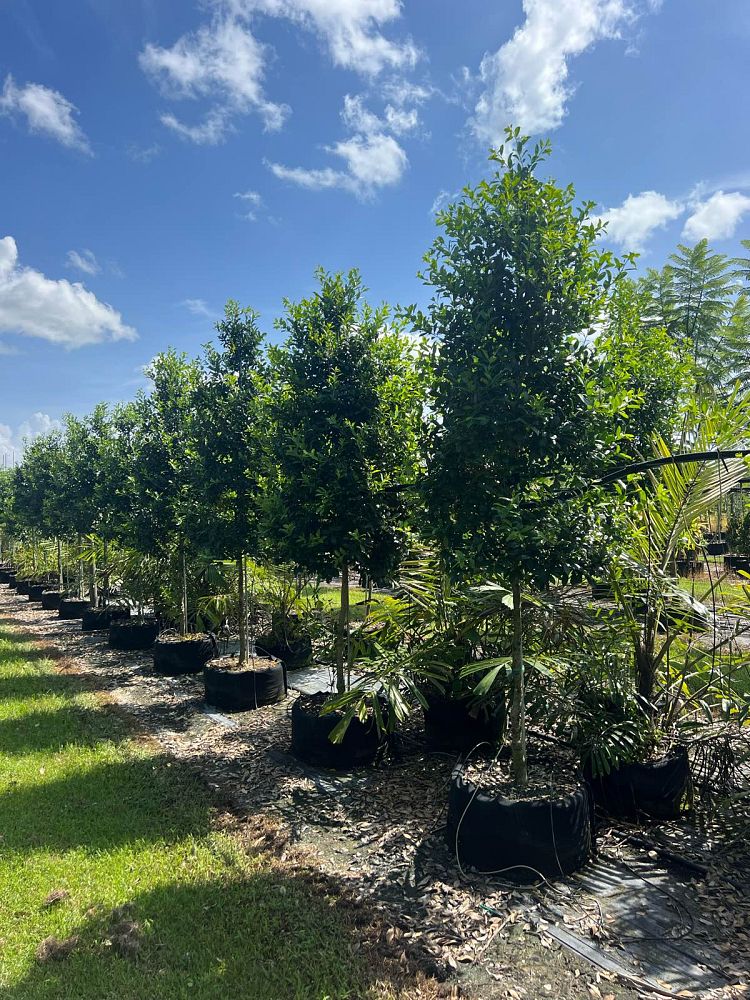 ilex-x-attenuata-eagleston-holly