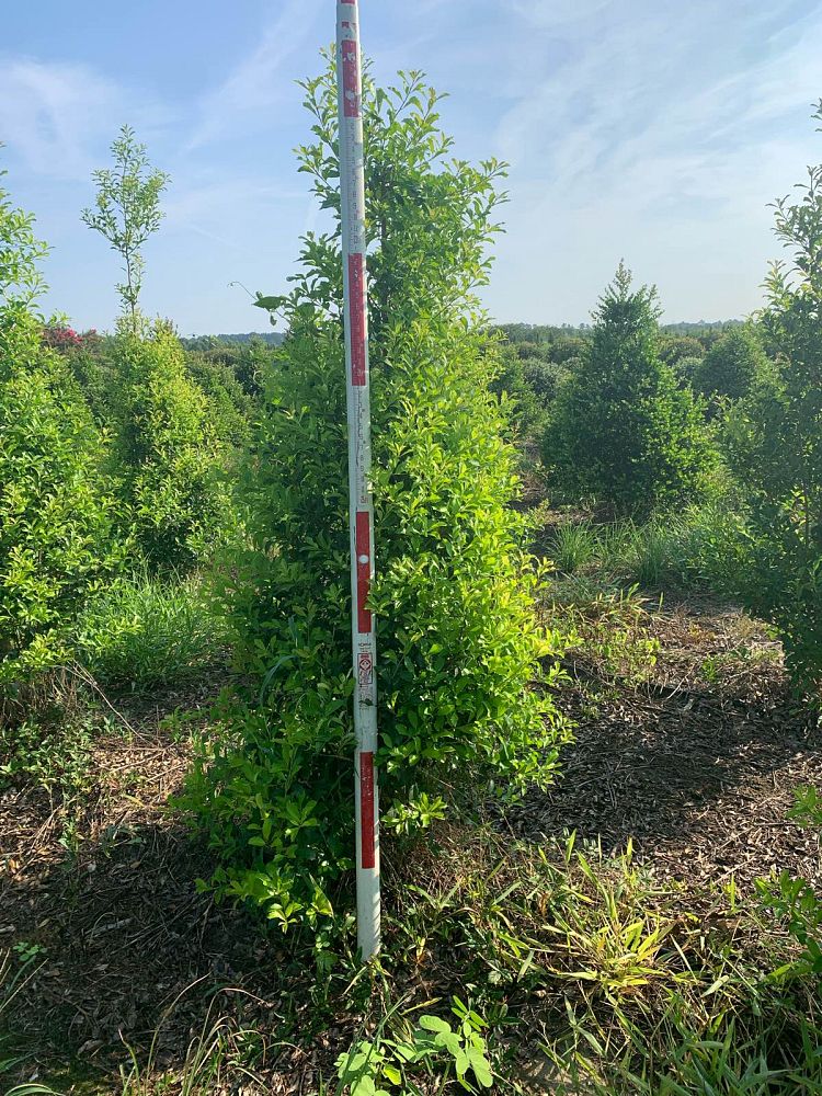 ilex-x-attenuata-eagleston-holly