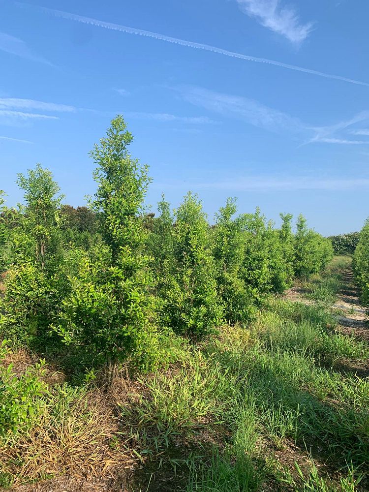 ilex-x-attenuata-eagleston-holly