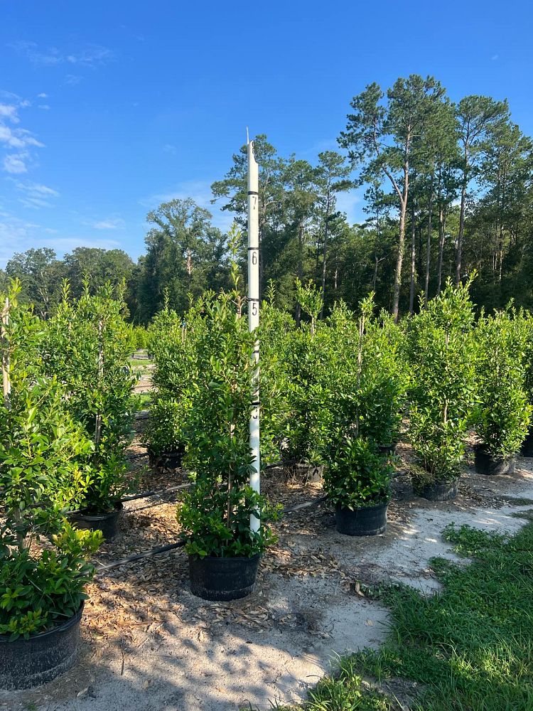 ilex-x-attenuata-eagleston-holly
