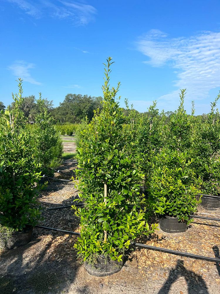 ilex-x-attenuata-eagleston-holly