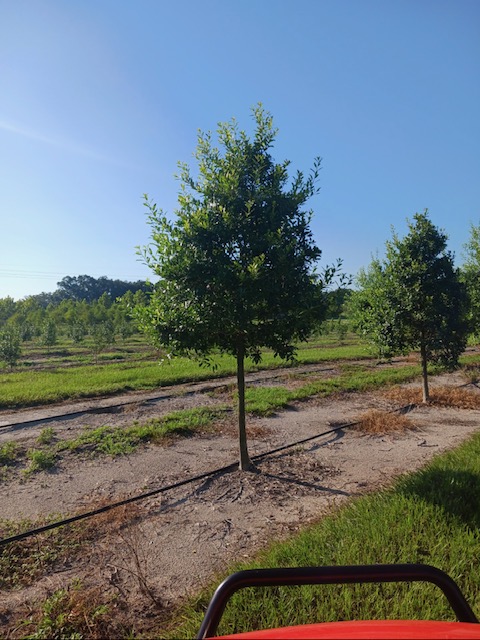 ilex-x-attenuata-eagleston-holly