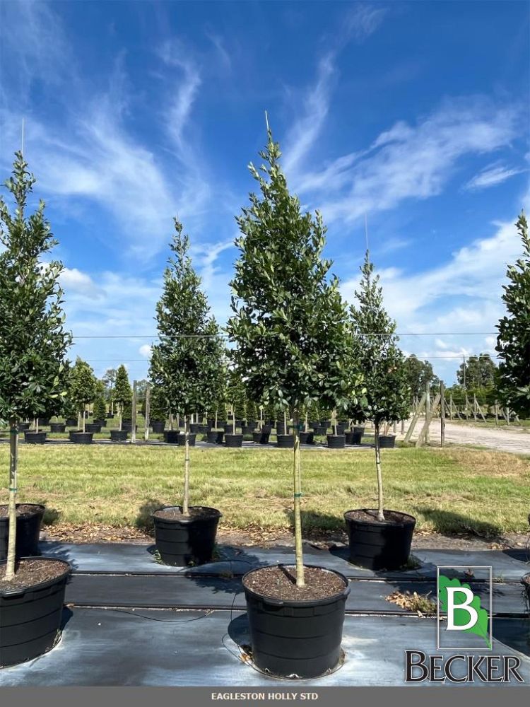 ilex-x-attenuata-eagleston-holly