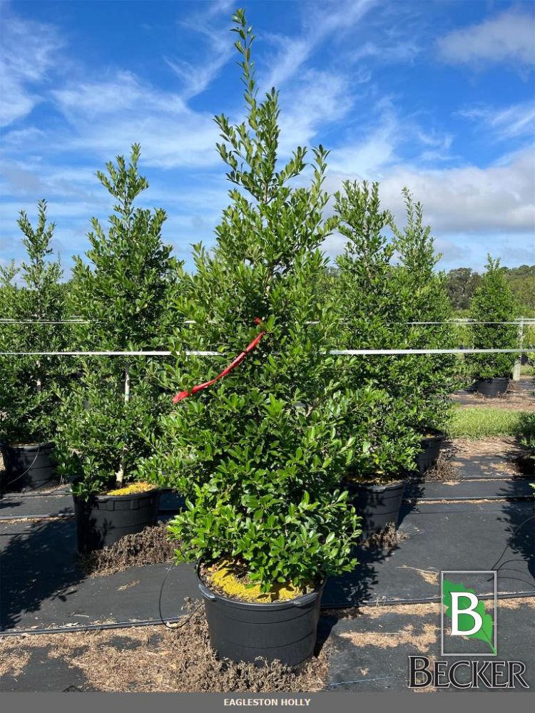 ilex-x-attenuata-eagleston-holly