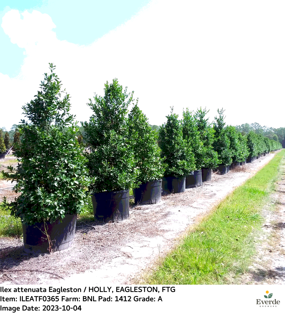 ilex-x-attenuata-eagleston-holly