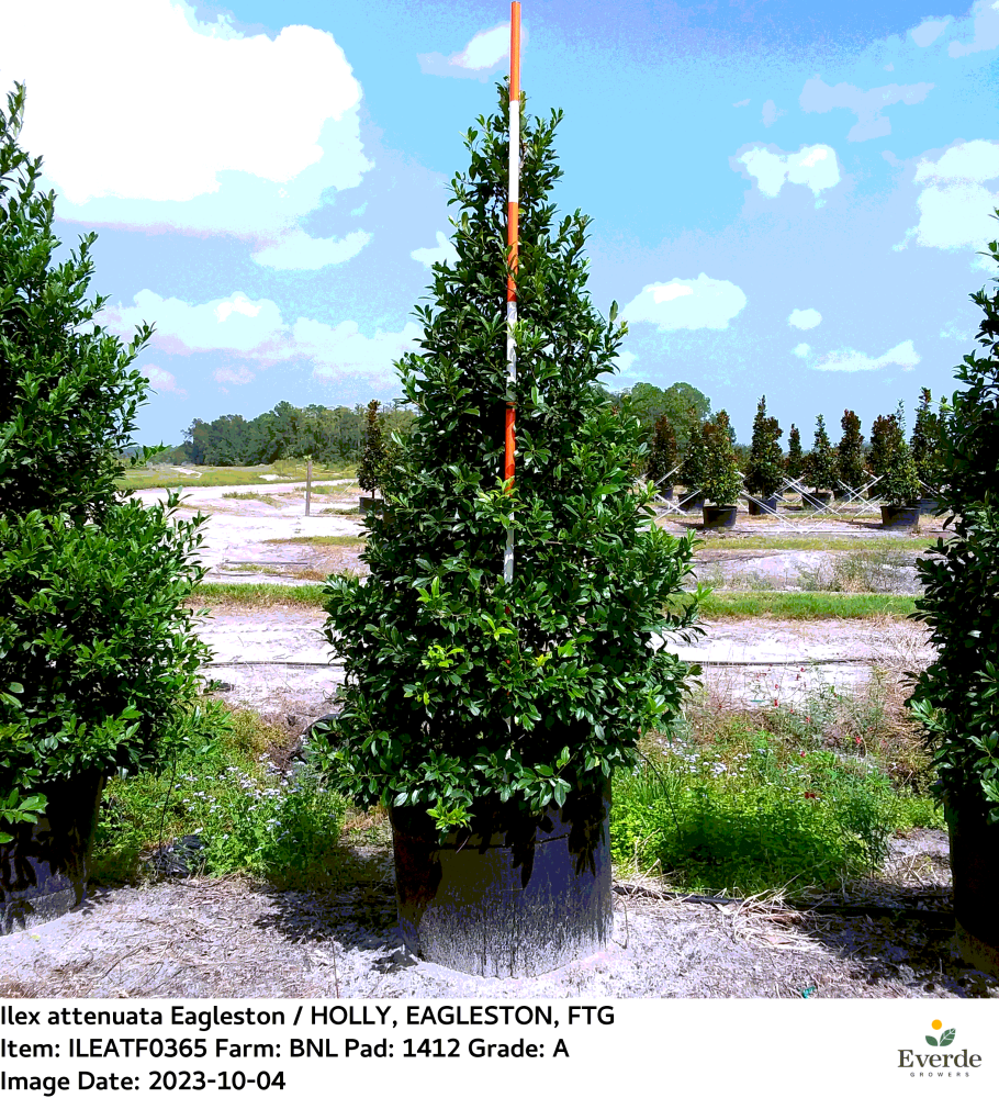 ilex-x-attenuata-eagleston-holly