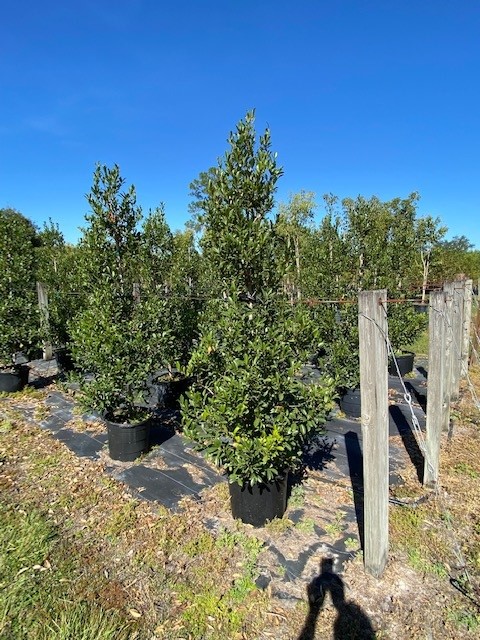 ilex-x-attenuata-eagleston-holly