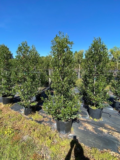 ilex-x-attenuata-eagleston-holly
