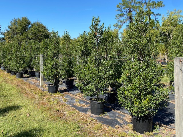 ilex-x-attenuata-eagleston-holly