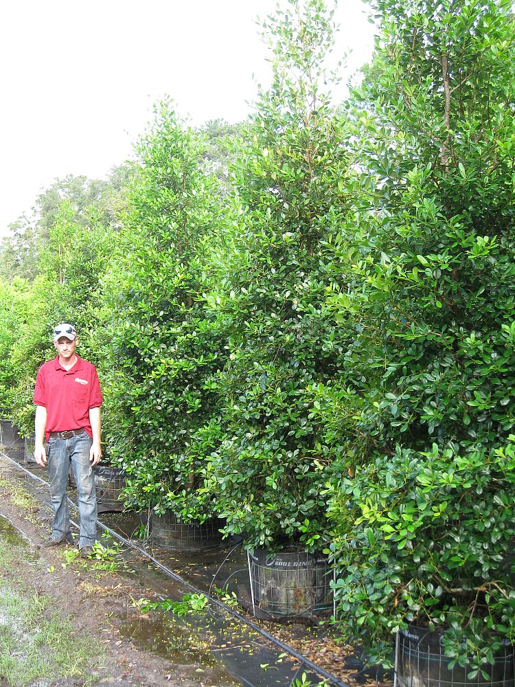 East Palatka Holly Tree For Sale PIXMOB