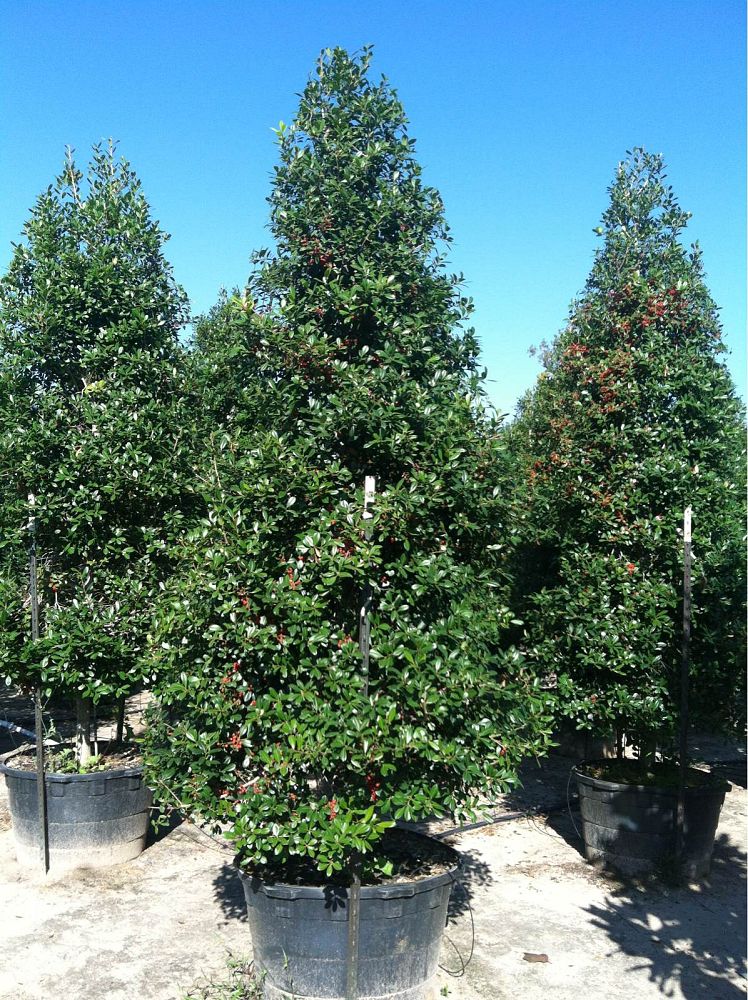 East Palatka Holly Tree