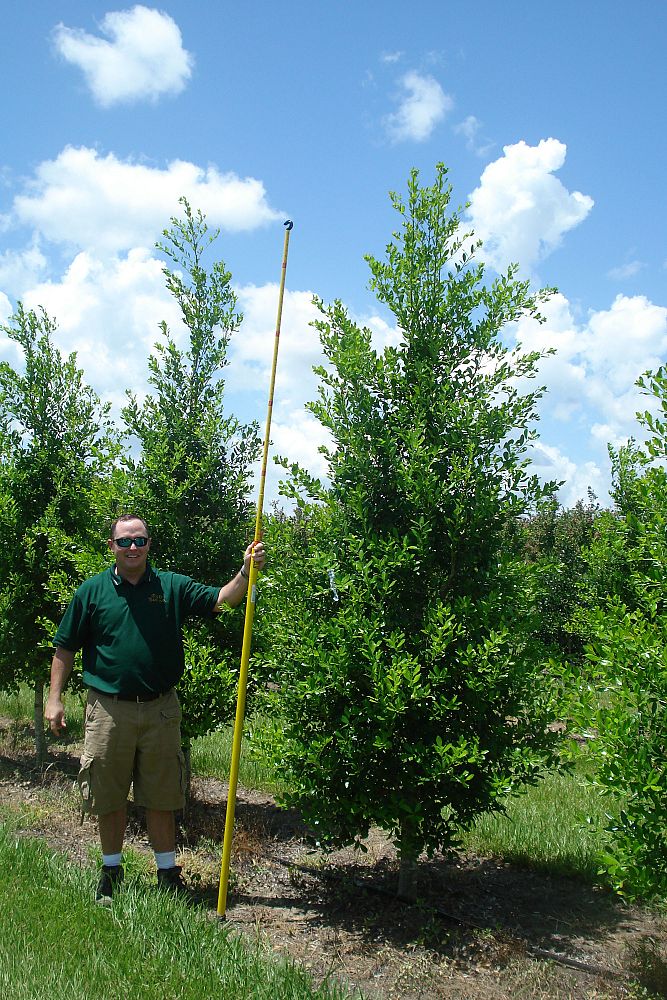 ilex-x-attenuata-east-palatka-holly-east-palatka-holly