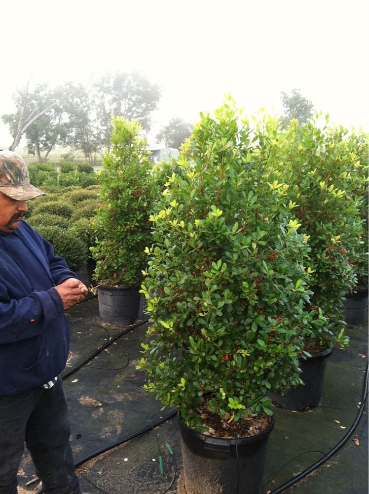ilex-x-attenuata-east-palatka-holly-east-palatka-holly