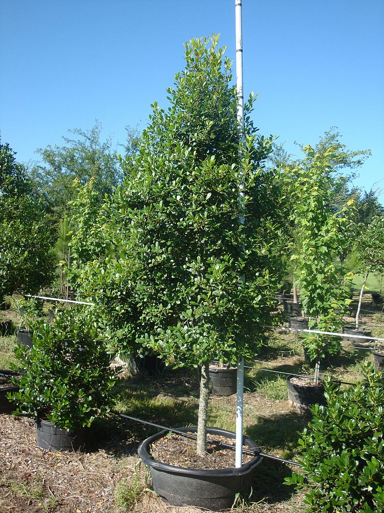 ilex-x-attenuata-east-palatka-holly-east-palatka-holly