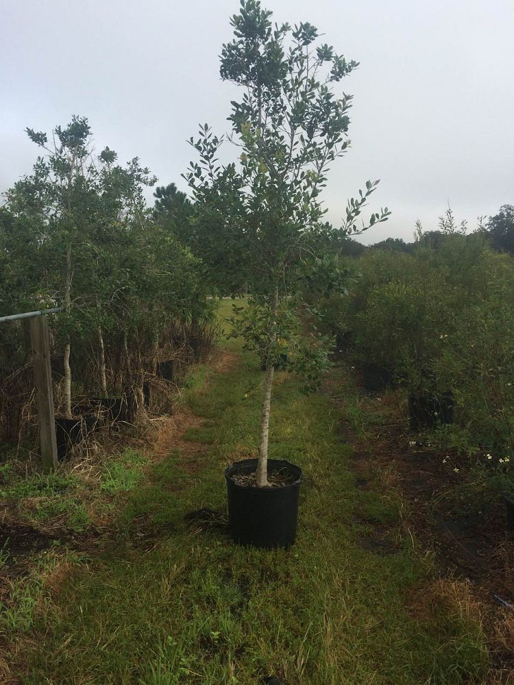 ilex-x-attenuata-east-palatka-holly-east-palatka-holly