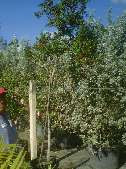 ilex-x-attenuata-east-palatka-holly-east-palatka-holly